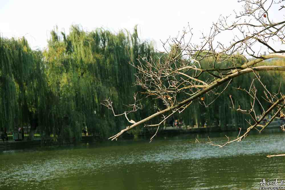 翠湖公园是昆明城内的一颗绿宝石，享有城中之玉的美称