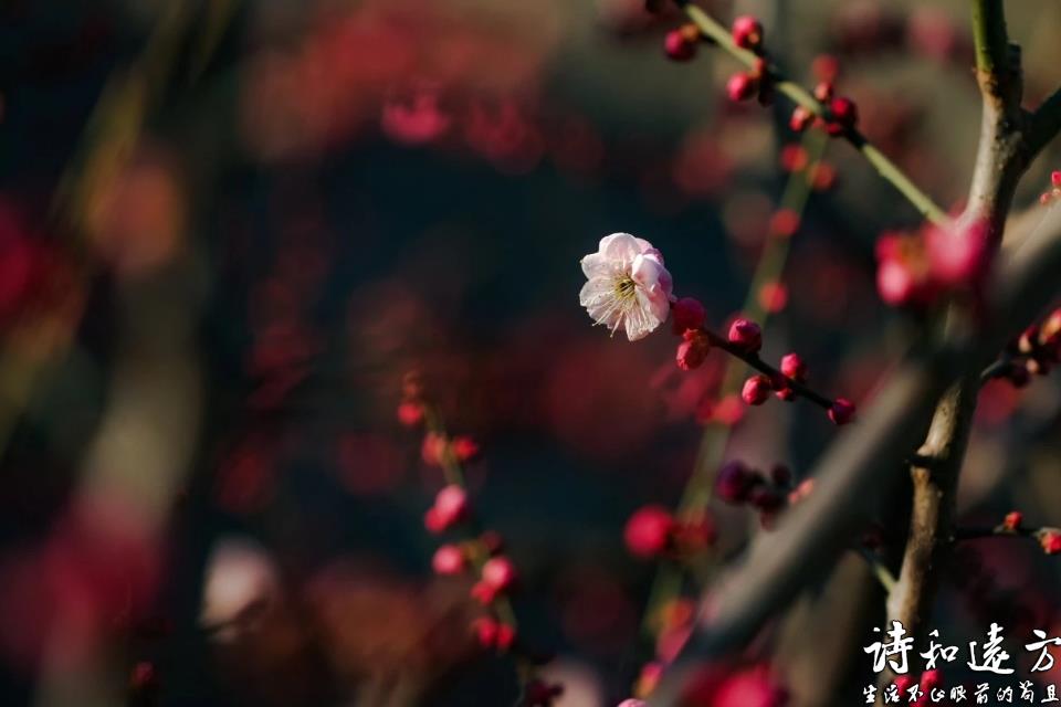 【十首经典写春诗词】归来笑拈梅花嗅，春在枝头已十分。