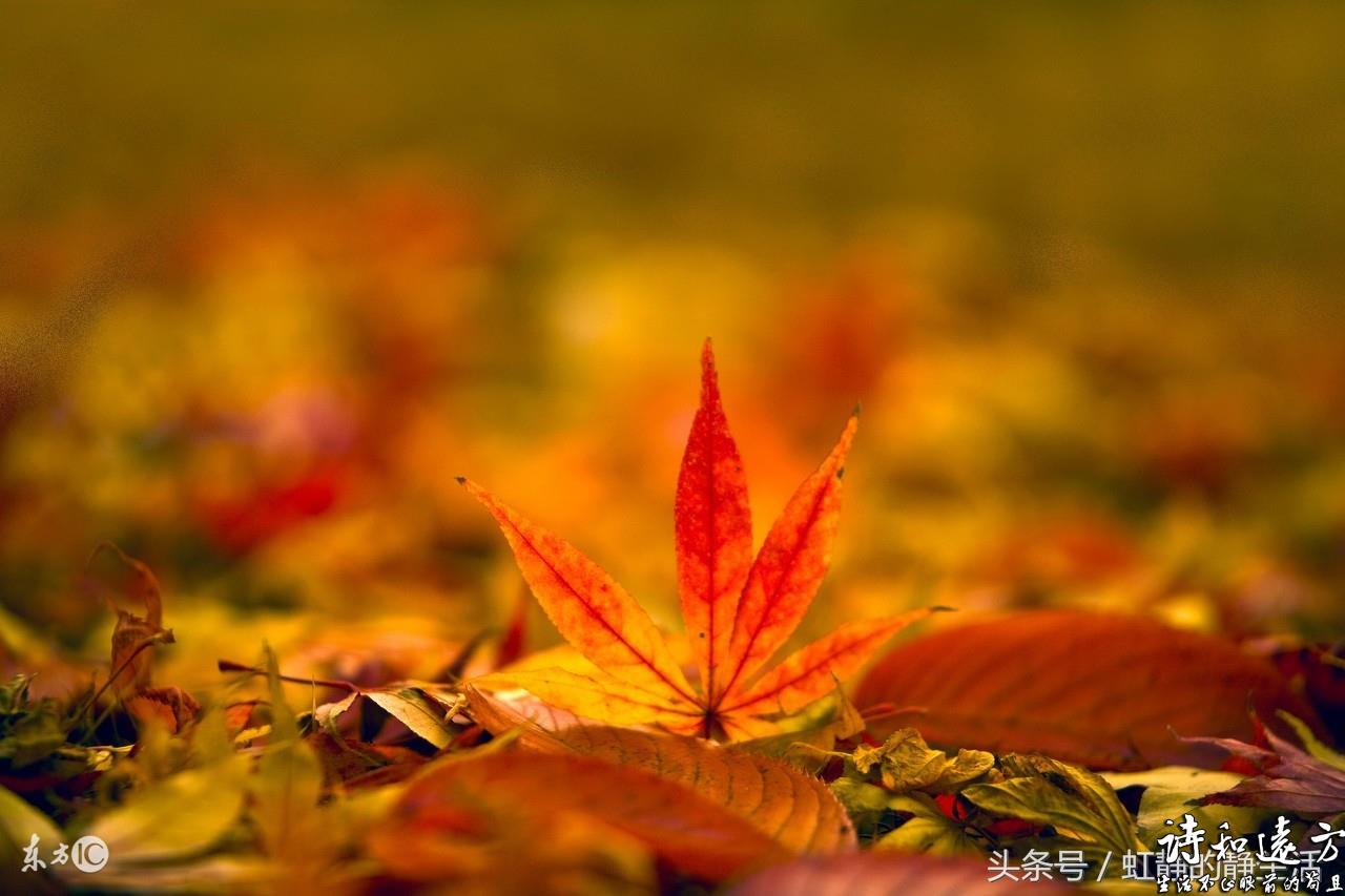 静心时刻，远离浮躁：秋，从第一枚落叶开始