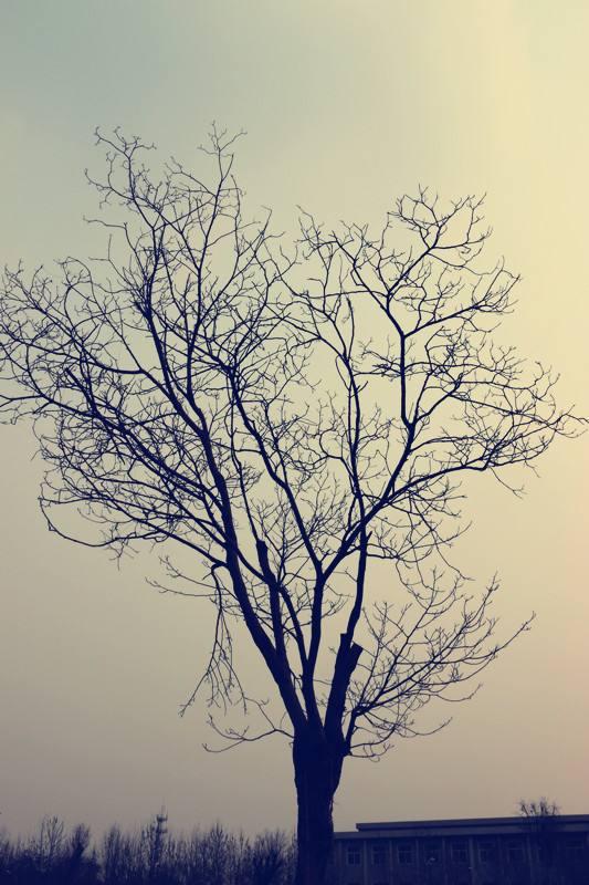 小诗一首：冬树