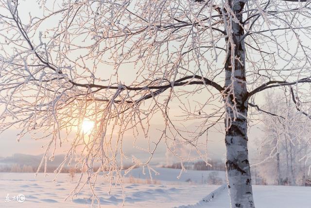 小诗一首：冬树