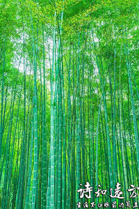 那些年，毛关山村的那些树与翠竹
