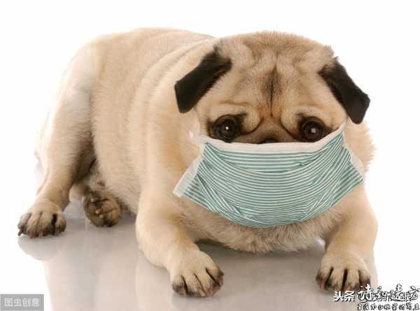 （没错！）你家的宠物犬正在被训练为新冠肺炎病毒鉴定高手