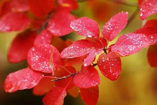 散文诗：秋季的辉煌美丽的人生