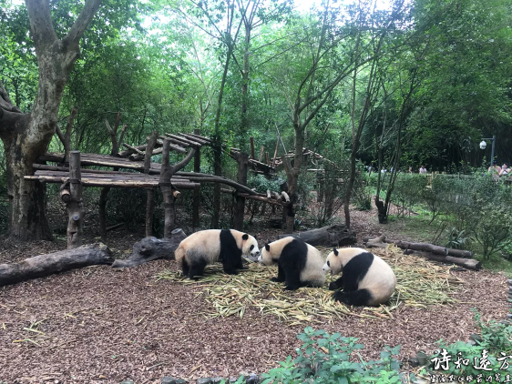 四川成都大熊猫基地，和大熊猫来一次亲密接触，感受国宝的魅力