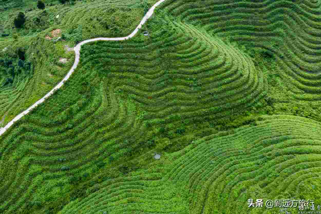 贵州大学生返乡种“摇钱树”，打造万亩最美梯田，带动家乡致富
