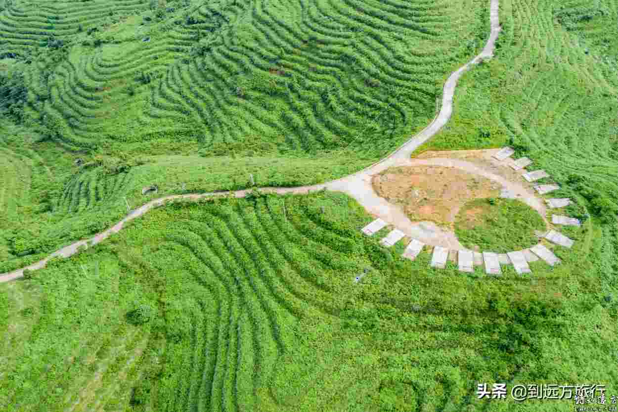 贵州大学生返乡种“摇钱树”，打造万亩最美梯田，带动家乡致富