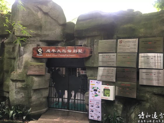 四川成都大熊猫基地，和大熊猫来一次亲密接触，感受国宝的魅力