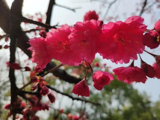 朗诵：樱花树下