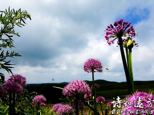 自驾游圣地：贵州毕节阿西里西-天上花海-韭菜坪 花开正当时