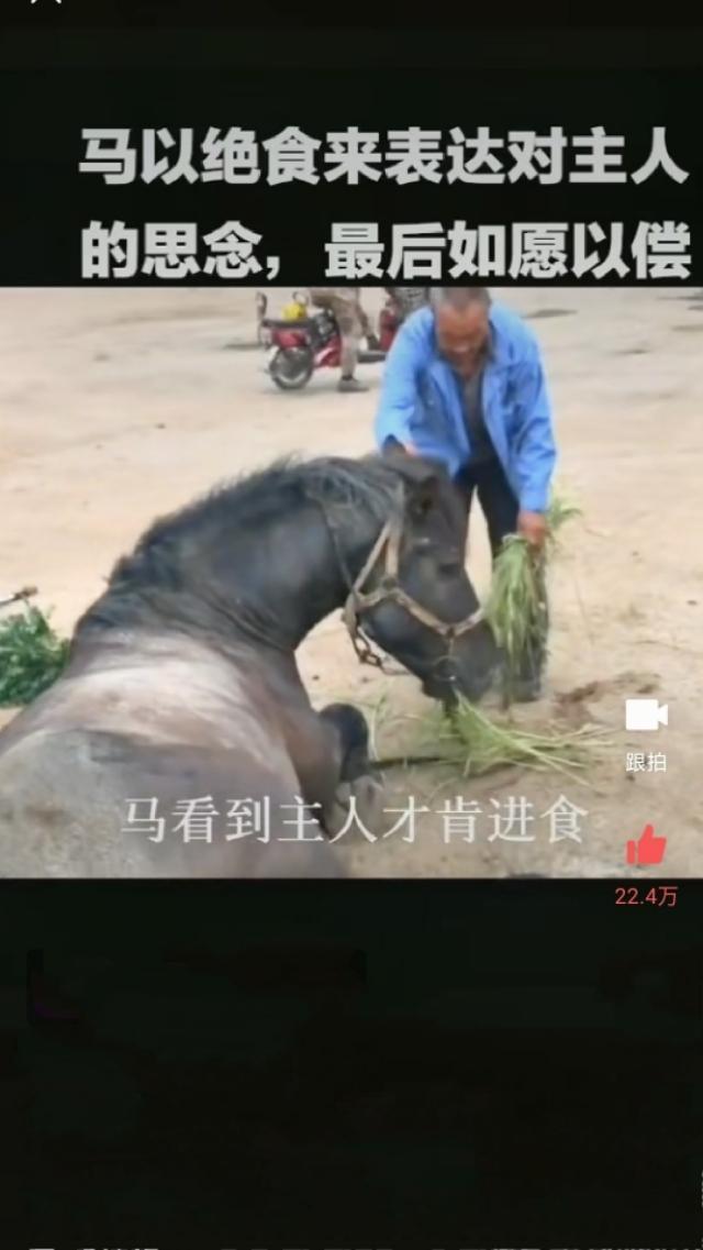 散文:哭一匹马